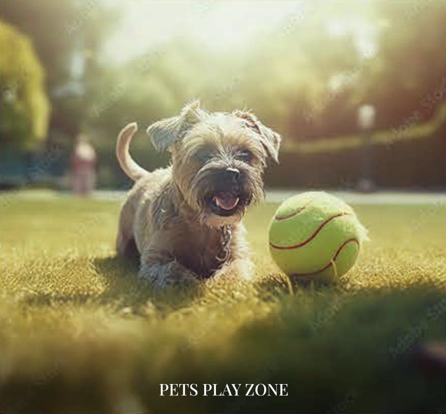 pets